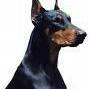 Dobermann88