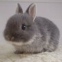 LittleRabbit