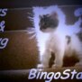 BingoStar