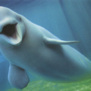 beluga